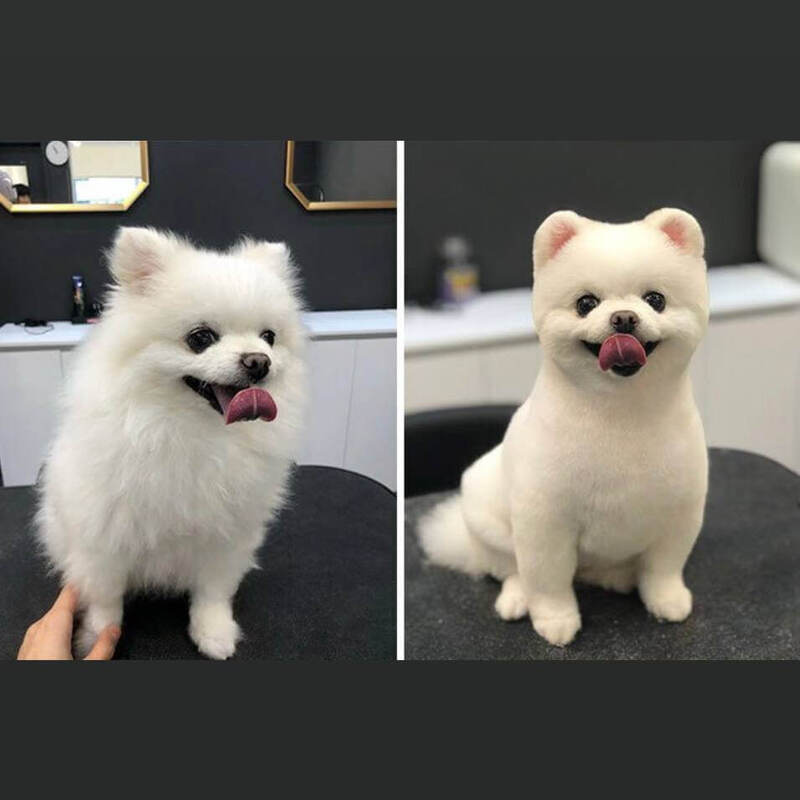 Pet Clipper
