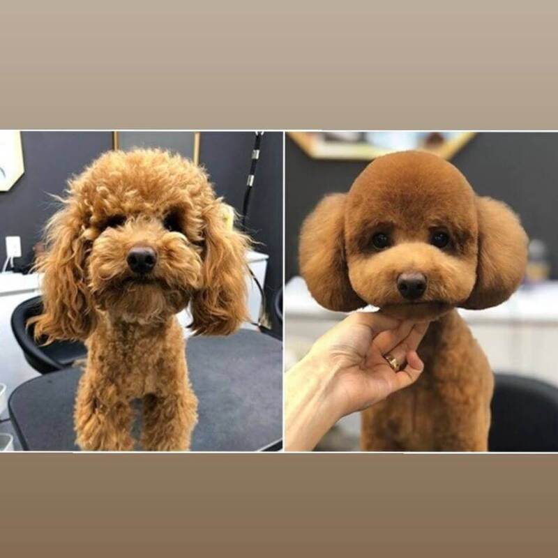 Pet Clipper